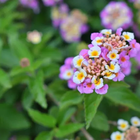 Cozy With Garden And Olive Grove Of 5 Acr